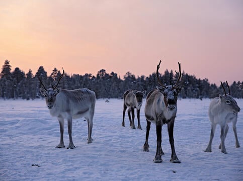 Fire reinsdyr i solnedgang om vinteren